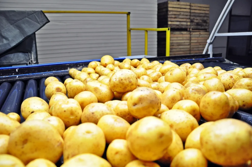 Gewassen aardappelen op een transportband in een verwerkingsbedrijf